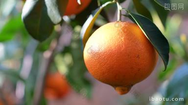 丑橘橙子水果脐园丰收采摘粑粑柑